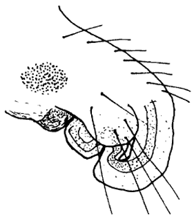 speciesimage