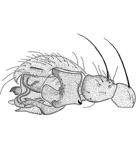 speciesimage