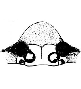 speciesimage