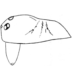 speciesimage