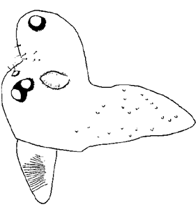 speciesimage