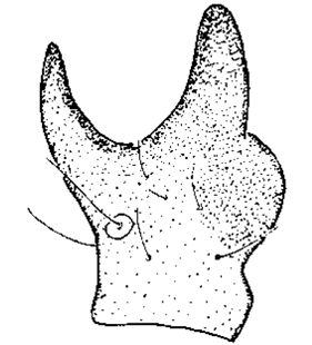 speciesimage