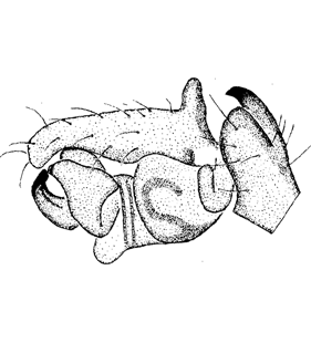 speciesimage
