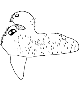 speciesimage