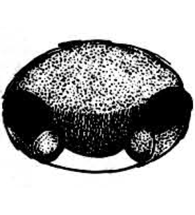 speciesimage