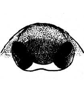 speciesimage