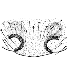 speciesimage