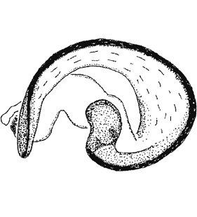 speciesimage