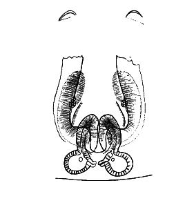 speciesimage