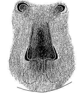 species