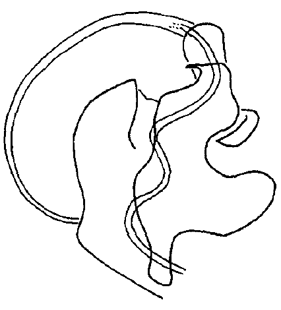 speciesimage