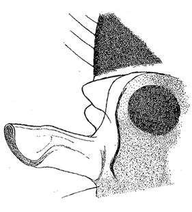 speciesimage