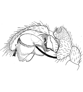 speciesimage