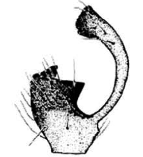 speciesimage