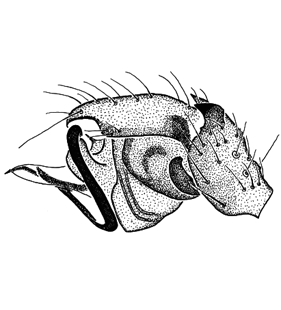 speciesimage