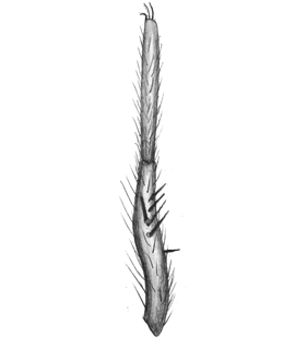 species
