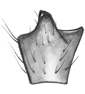 species
