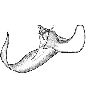 species