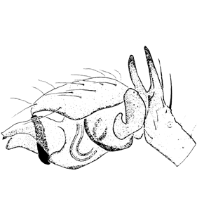 speciesimage