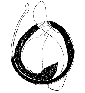 speciesimage