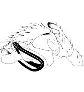 speciesimage