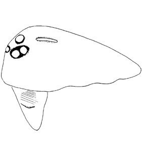 speciesimage