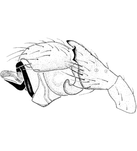 speciesimage