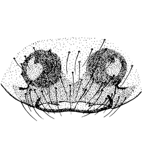 speciesimage