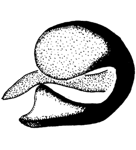 speciesimage