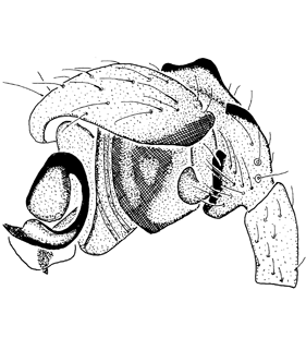 speciesimage