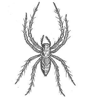 speciesimage