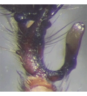 species