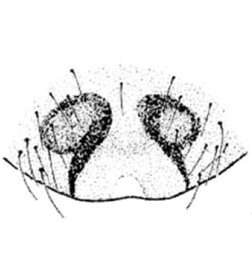 speciesimage