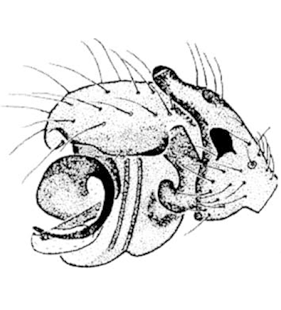 speciesimage