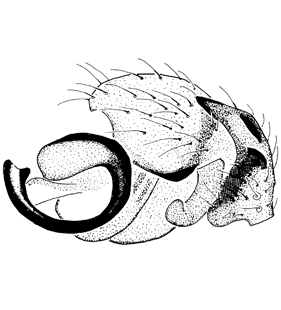 speciesimage