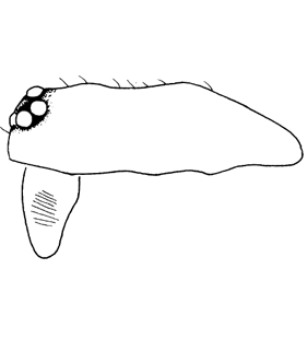 speciesimage