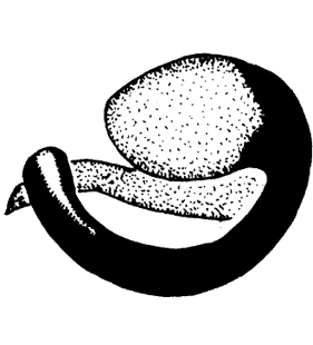 speciesimage
