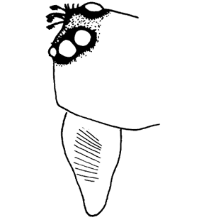 speciesimage