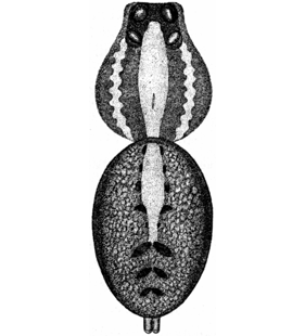 speciesimage