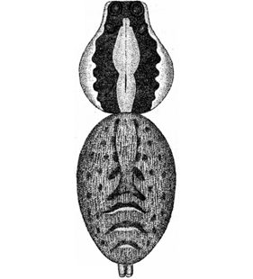speciesimage