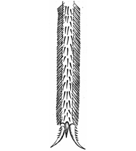 speciesimage
