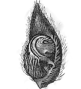 speciesimage