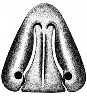 speciesimage