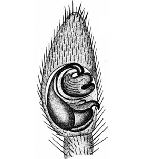 speciesimage