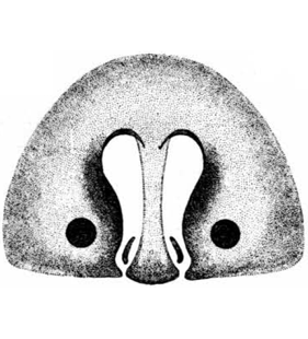 speciesimage