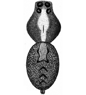 speciesimage