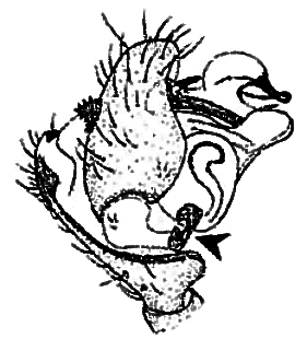 speciesimage