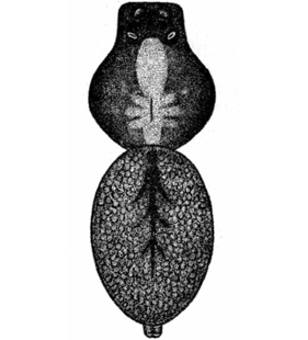 speciesimage