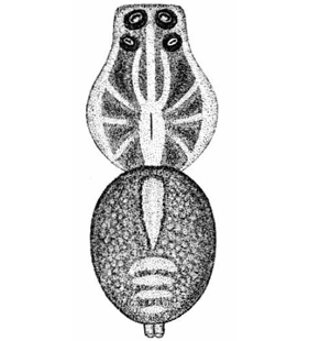 speciesimage