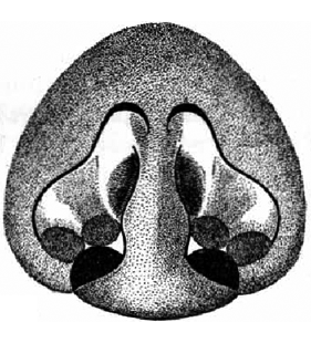 speciesimage